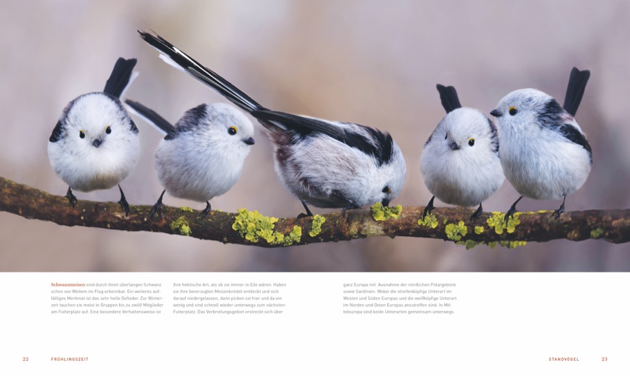 Ein Garten voller Vögel