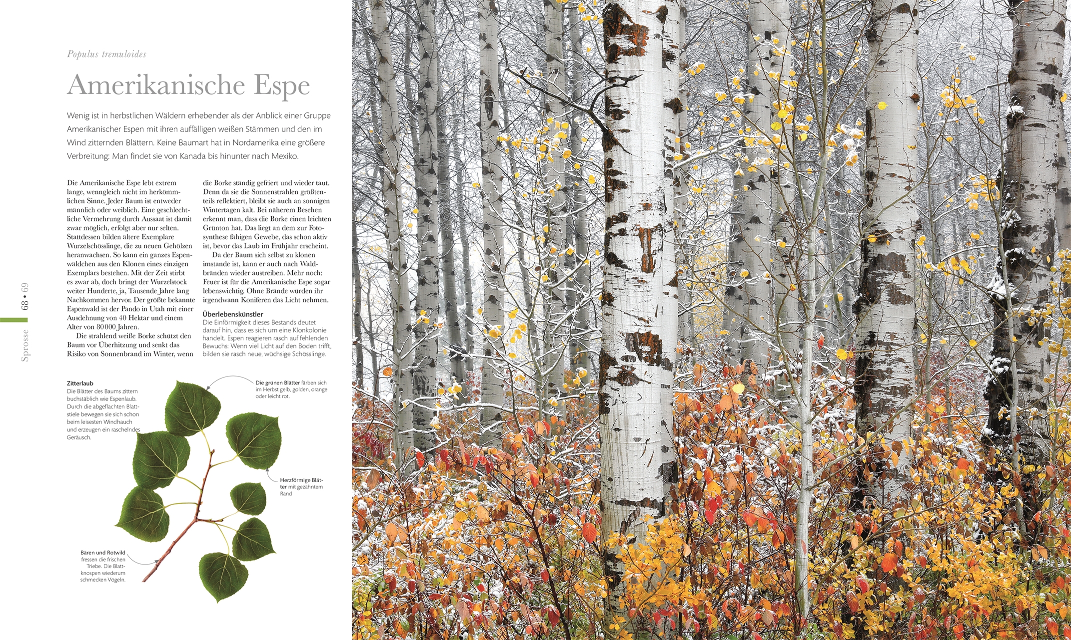 DK Wunderwelten. Flora – Wunderwelt der Pflanzen