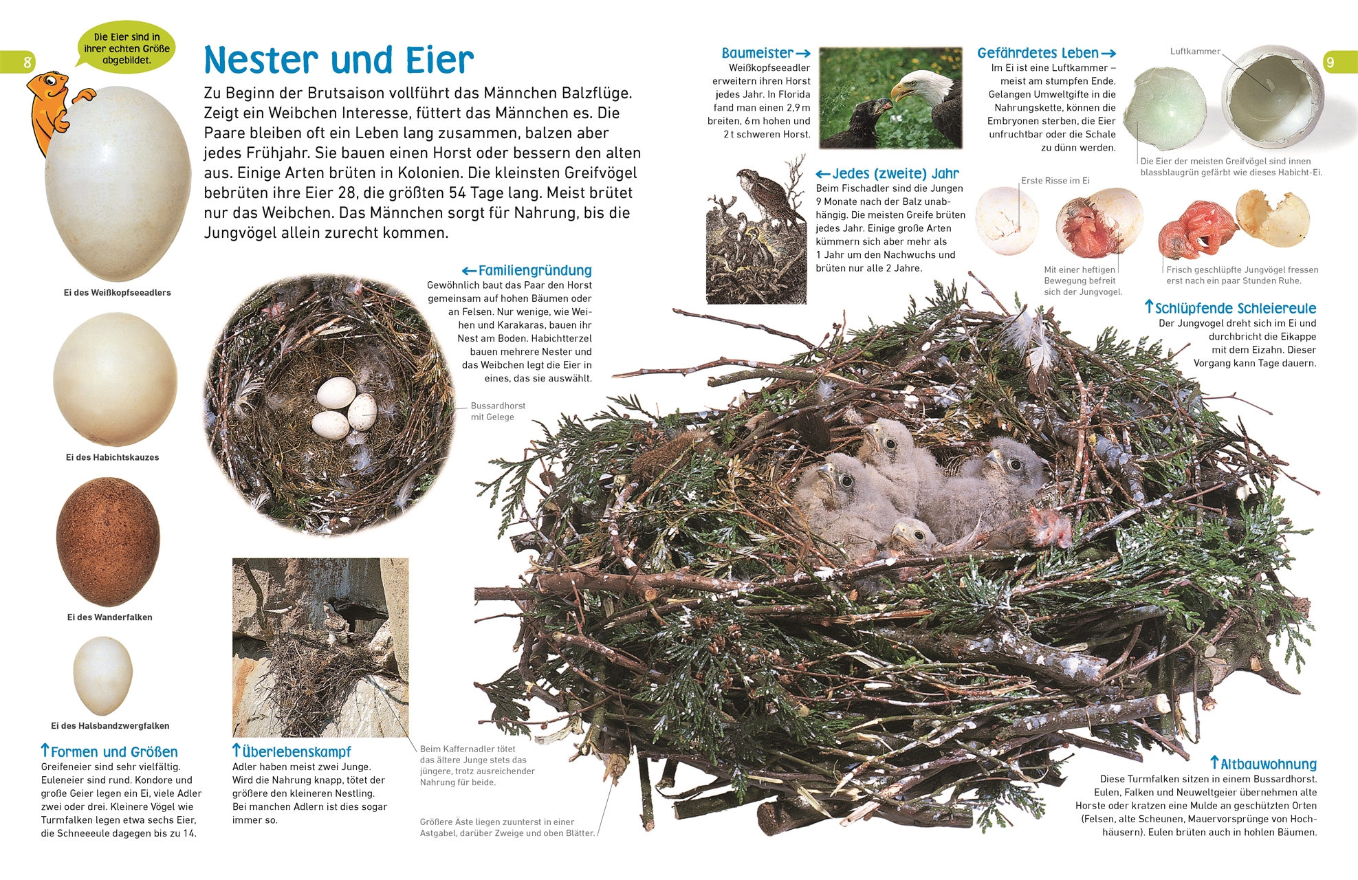 memo Wissen entdecken. Greifvögel & Eulen memo Wissen entdecken. Greifvögel & Eulen
