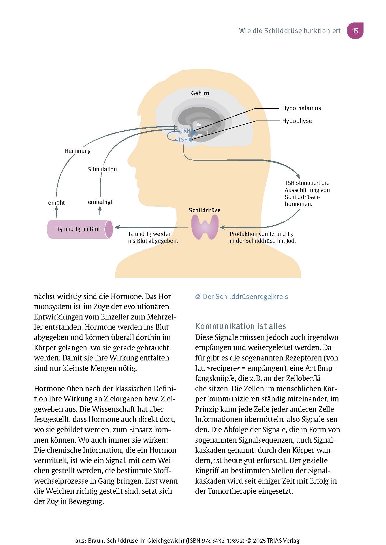 Schilddrüse im Gleichgewicht