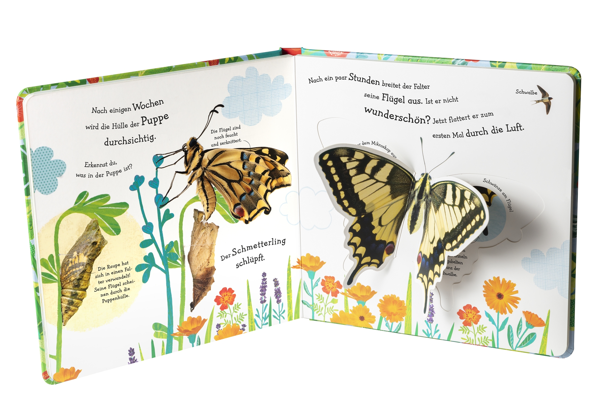 Wie wird die Raupe zum Schmetterling? Wie wird die Raupe zum Schmetterling?
