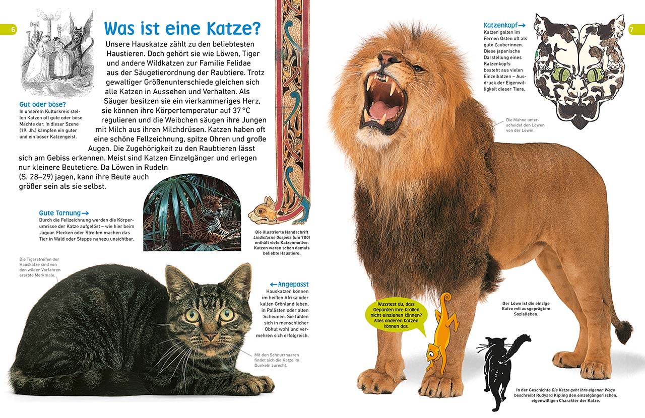 memo Wissen entdecken. Katzen memo Wissen entdecken. Katzen