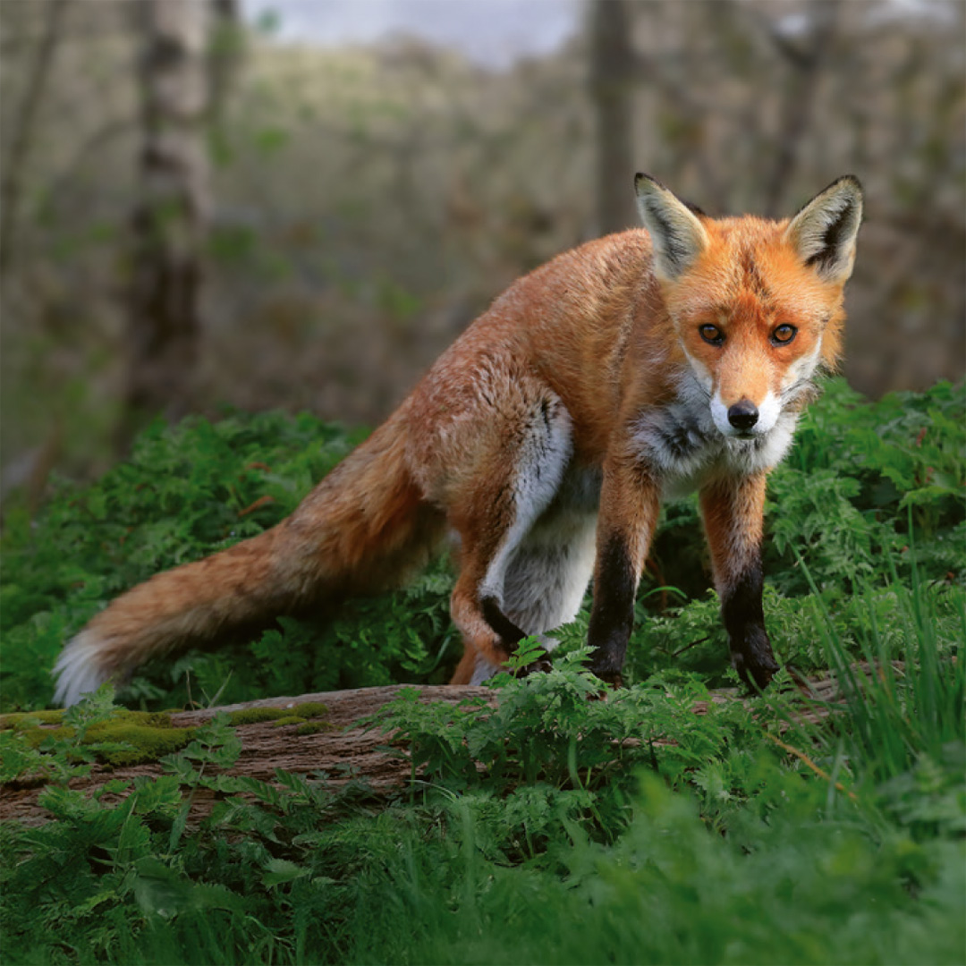 Einheimische Säugetiere – das Memo-Spiel