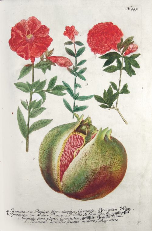 Vom Garten Eden bis zu Salomos Weinberg Vom Garten Eden bis zu Salomos Weinberg