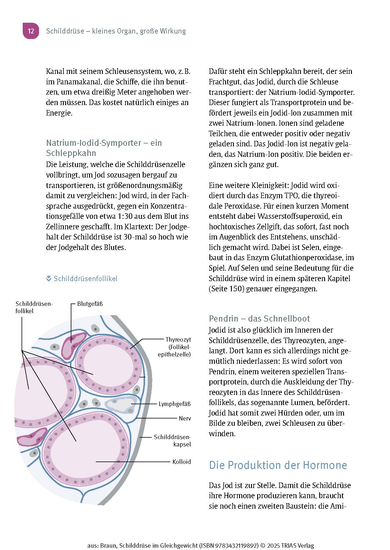 Schilddrüse im Gleichgewicht