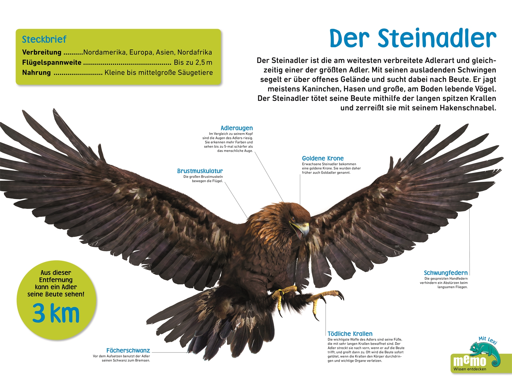 memo Wissen entdecken. Greifvögel & Eulen memo Wissen entdecken. Greifvögel & Eulen