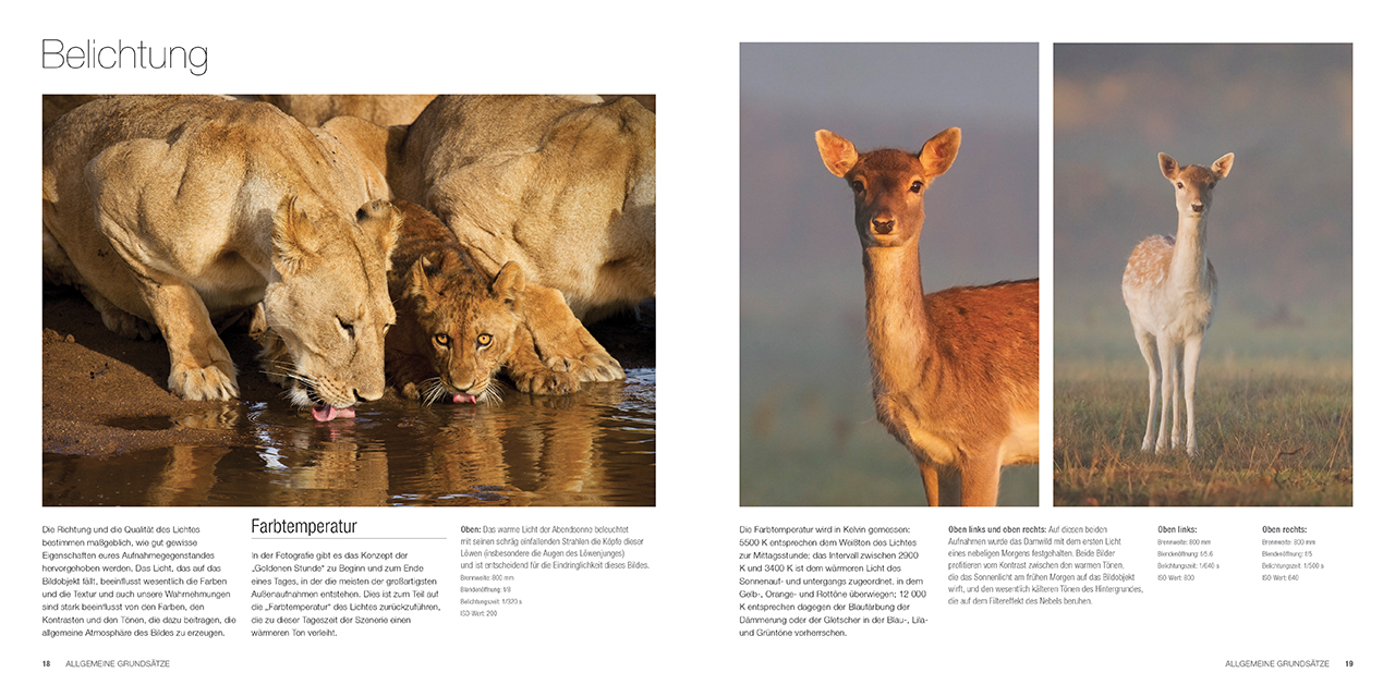 Die Kunst der Wildtierfotografie