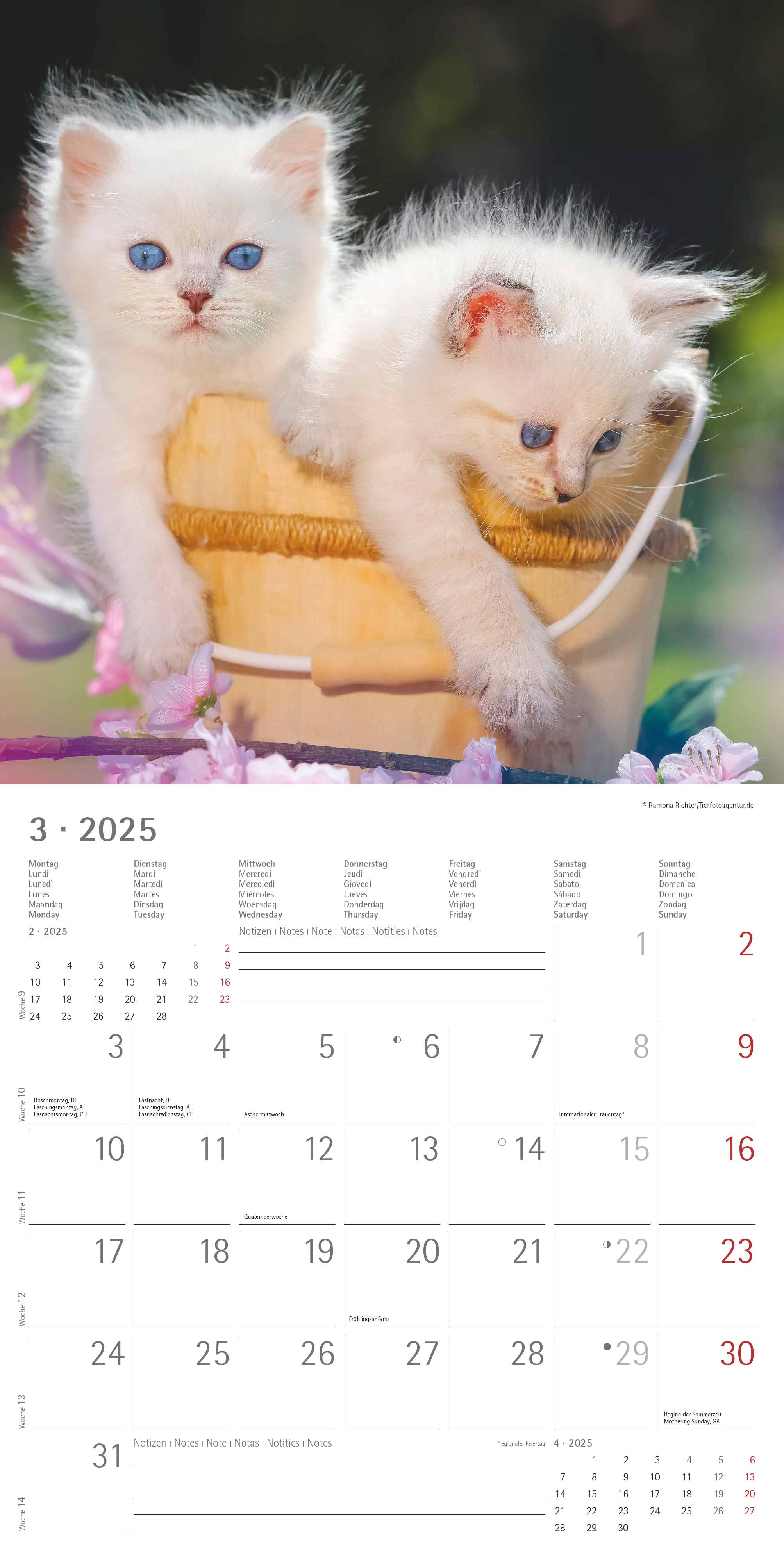 Alpha Edition - Katzenbabys 2025 Broschürenkalender, 30x30cm, Wandkalender mit Platz für Notizen und Termine, schöne Motive von Katzen-Babys, Monatsübersicht und Ferientermine DE/AT/CH