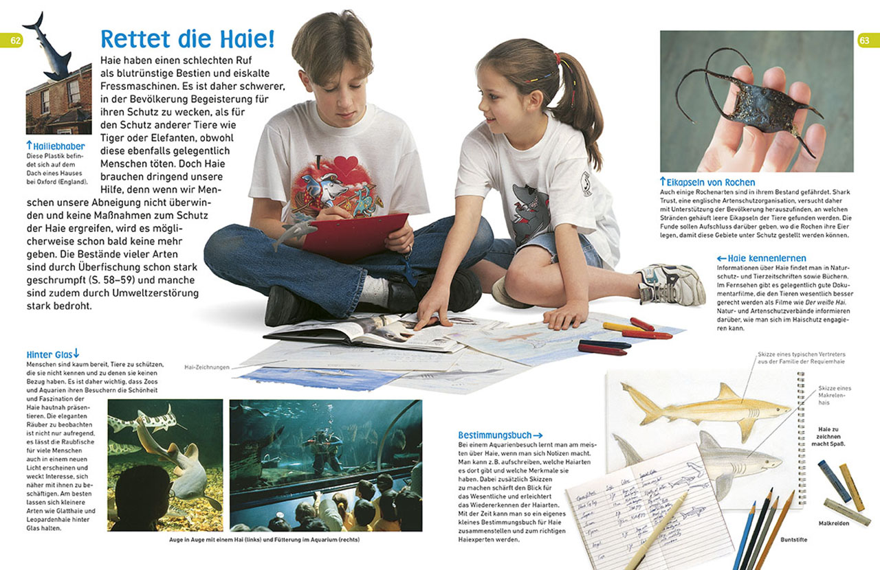 memo Wissen entdecken. Haie