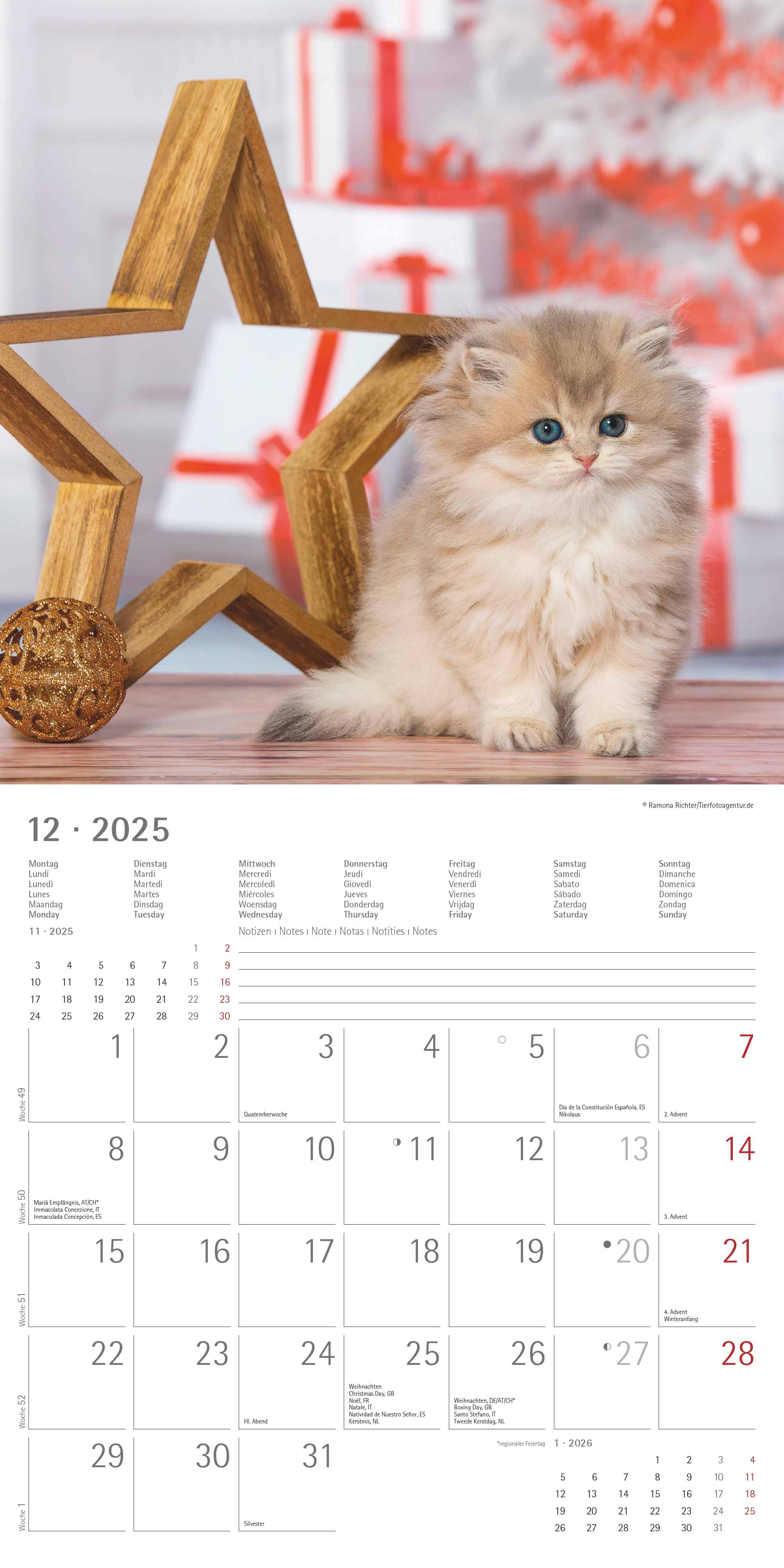 Alpha Edition - Katzenbabys 2025 Broschürenkalender, 30x30cm, Wandkalender mit Platz für Notizen und Termine, schöne Motive von Katzen-Babys, Monatsübersicht und Ferientermine DE/AT/CH