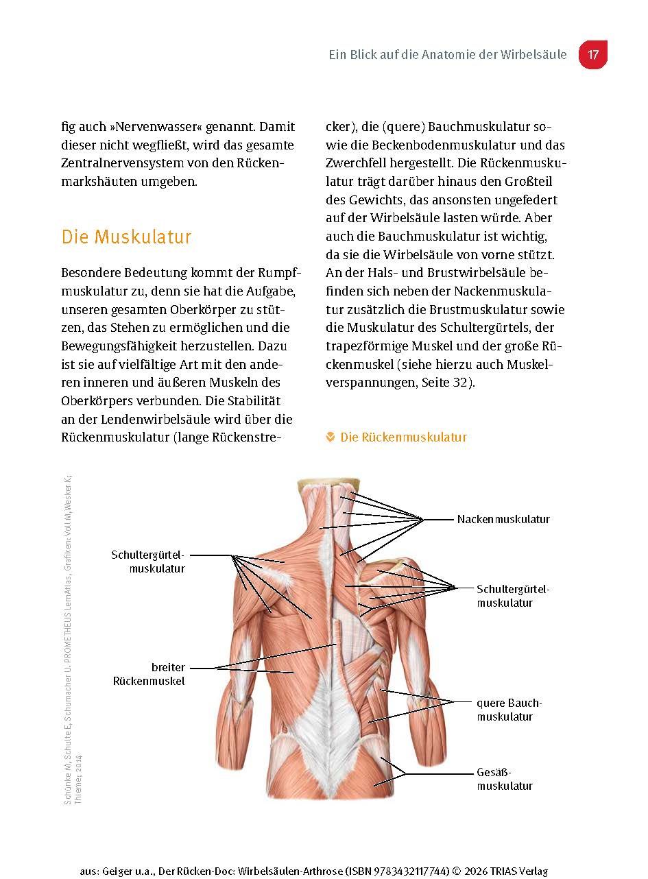Der Rücken-Doc: Wirbelsäulen-Arthrose
