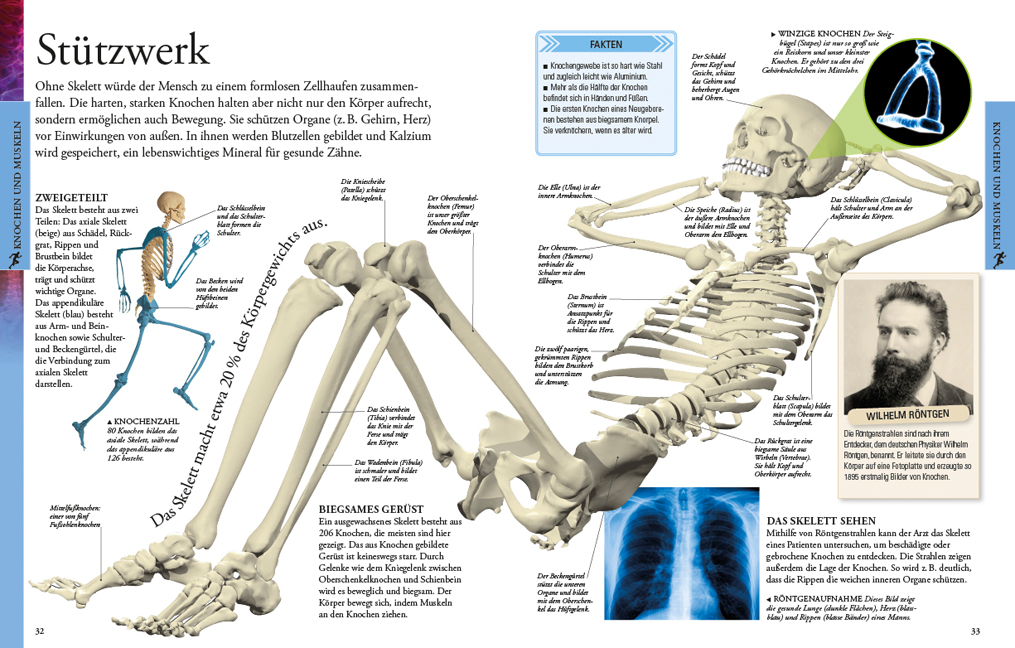 Der menschliche Körper für clevere Kids