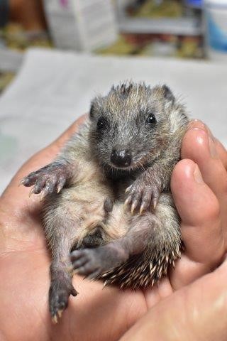 Eine Handvoll Glück Eine Handvoll Glück