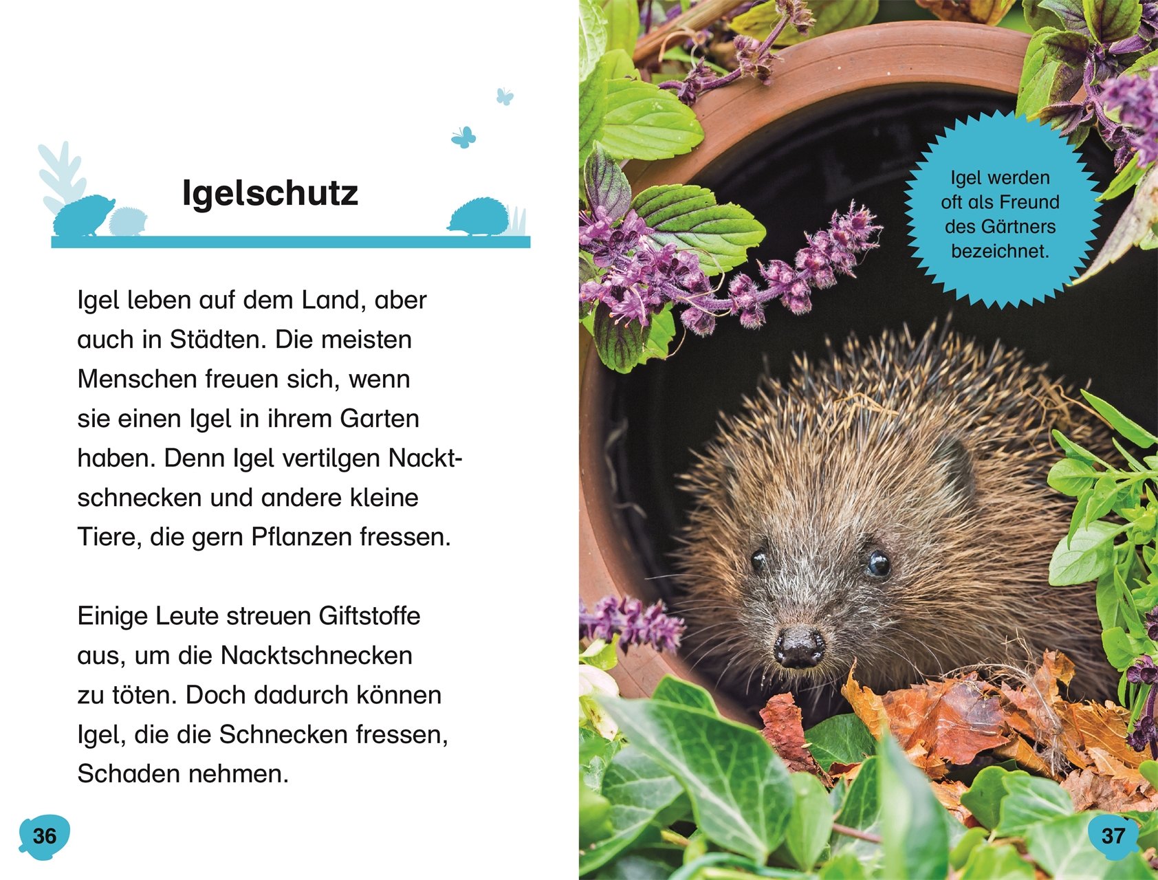 SUPERLESER! Hallo, Igel! SUPERLESER! Hallo, Igel!