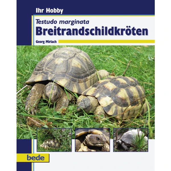 Breitrandschildkröten: Testudo marginata