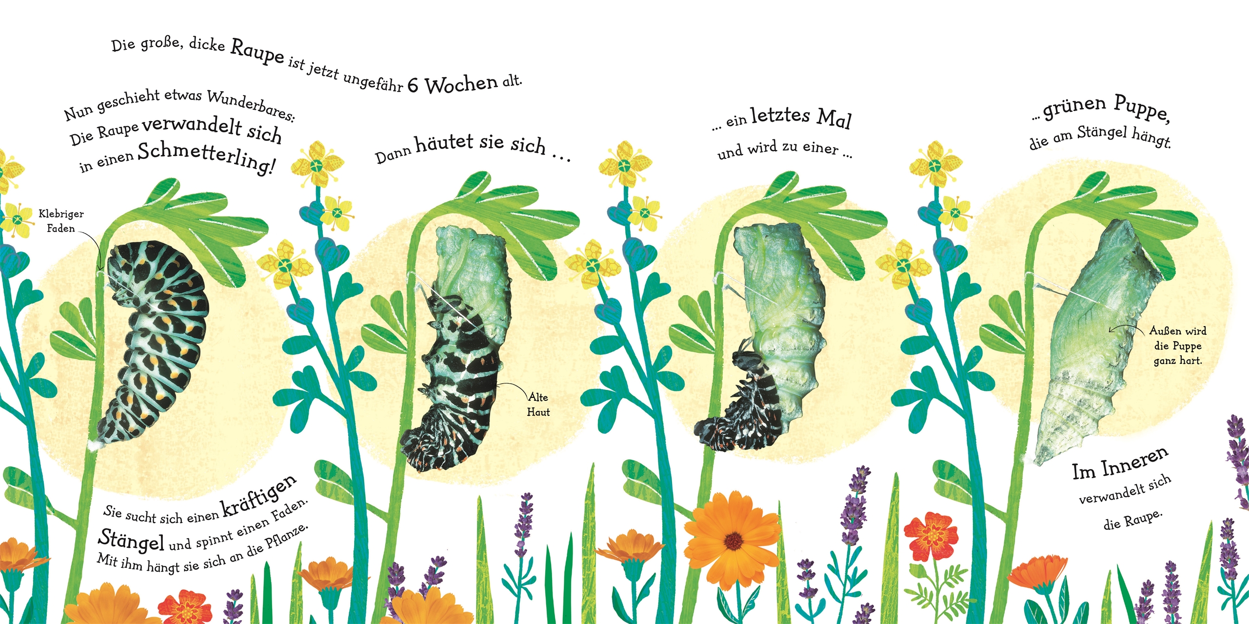 Wie wird die Raupe zum Schmetterling? Wie wird die Raupe zum Schmetterling?
