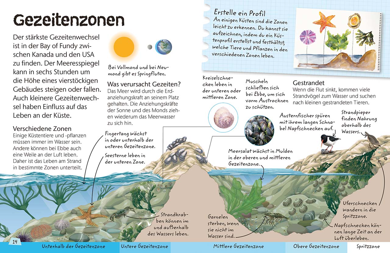 Naturführer für Kinder. Küste und Strand Naturführer für Kinder. Küste und Strand
