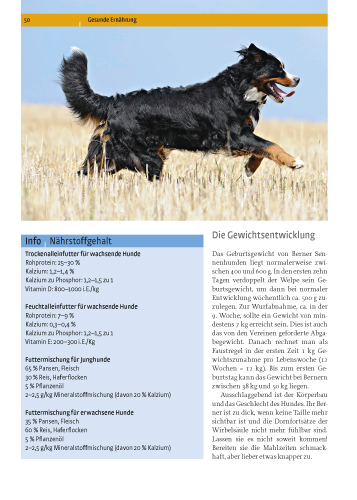 Berner Sennenhund Berner Sennenhund