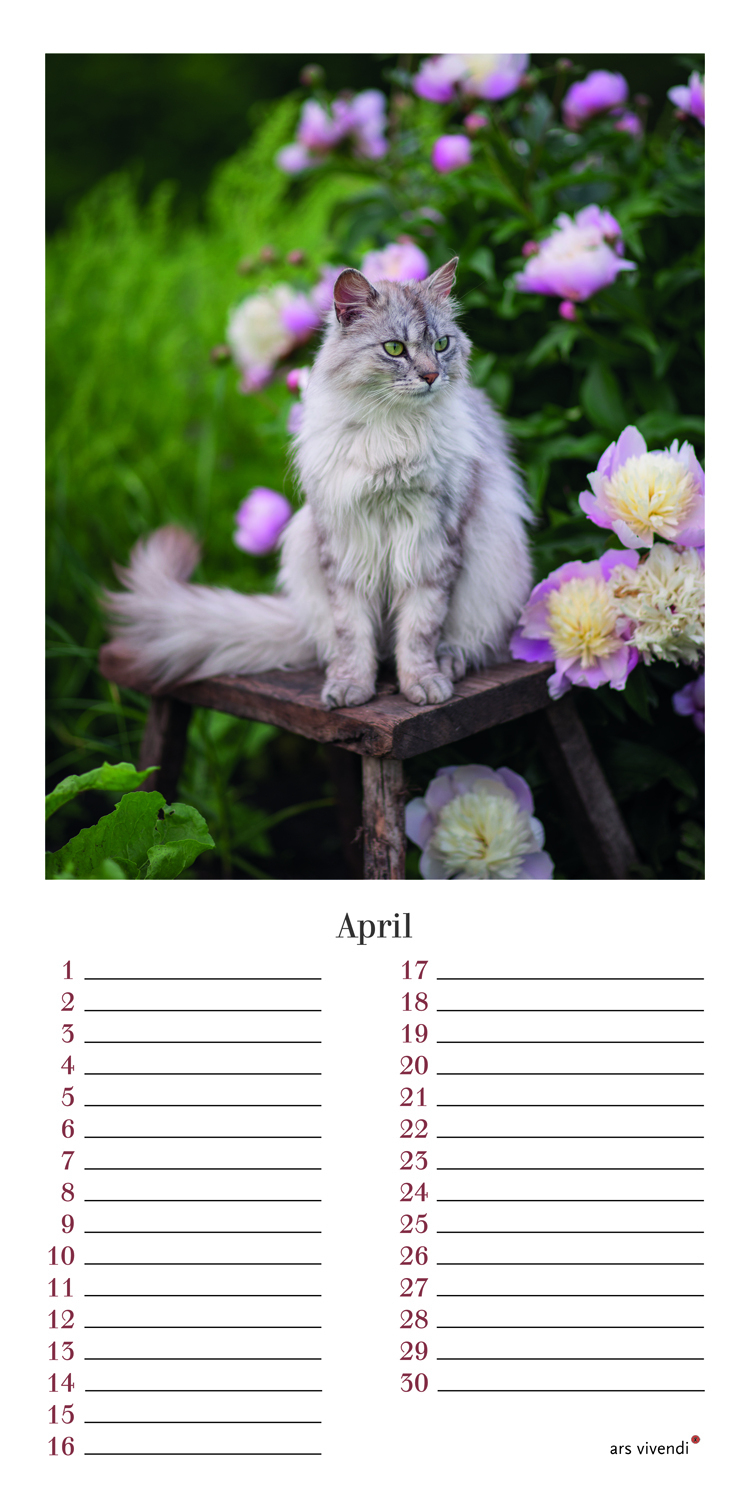Geburtstagskalender Katzen