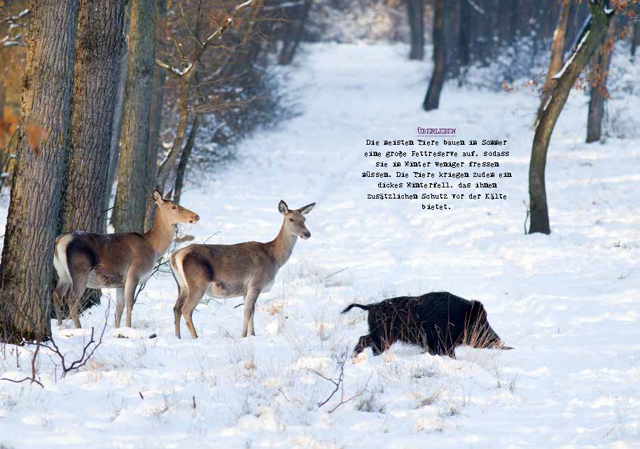 Meine kleine Winterkunde