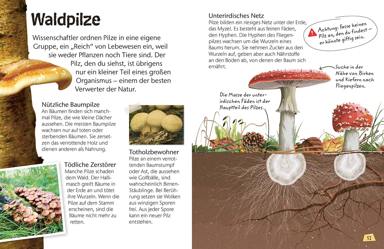 Naturführer für Kinder. Wald Naturführer für Kinder. Wald