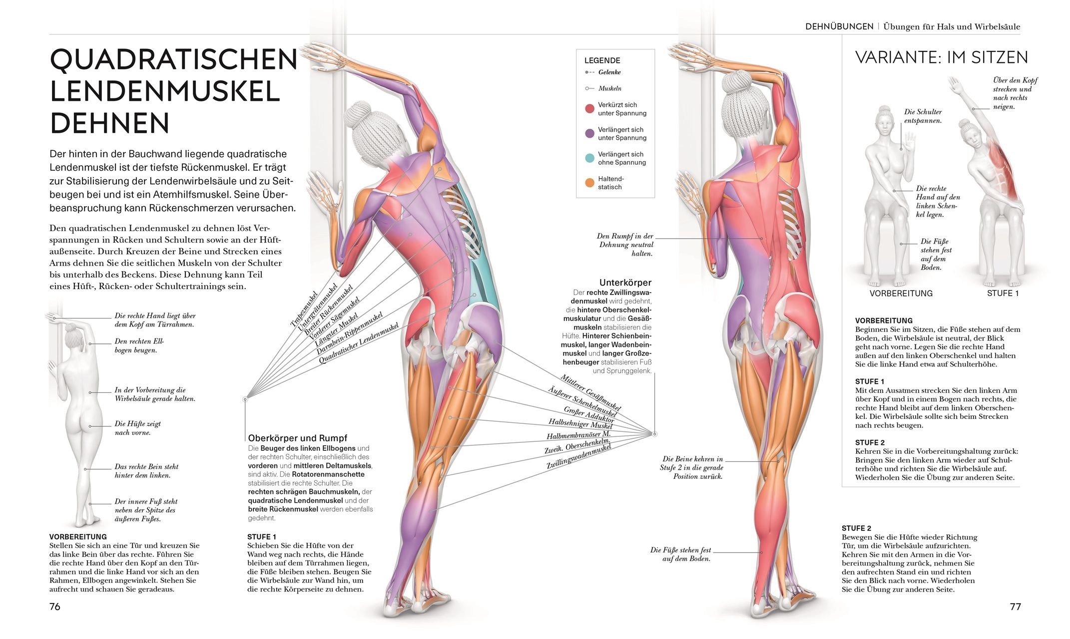 Stretching - Die Anatomie verstehen