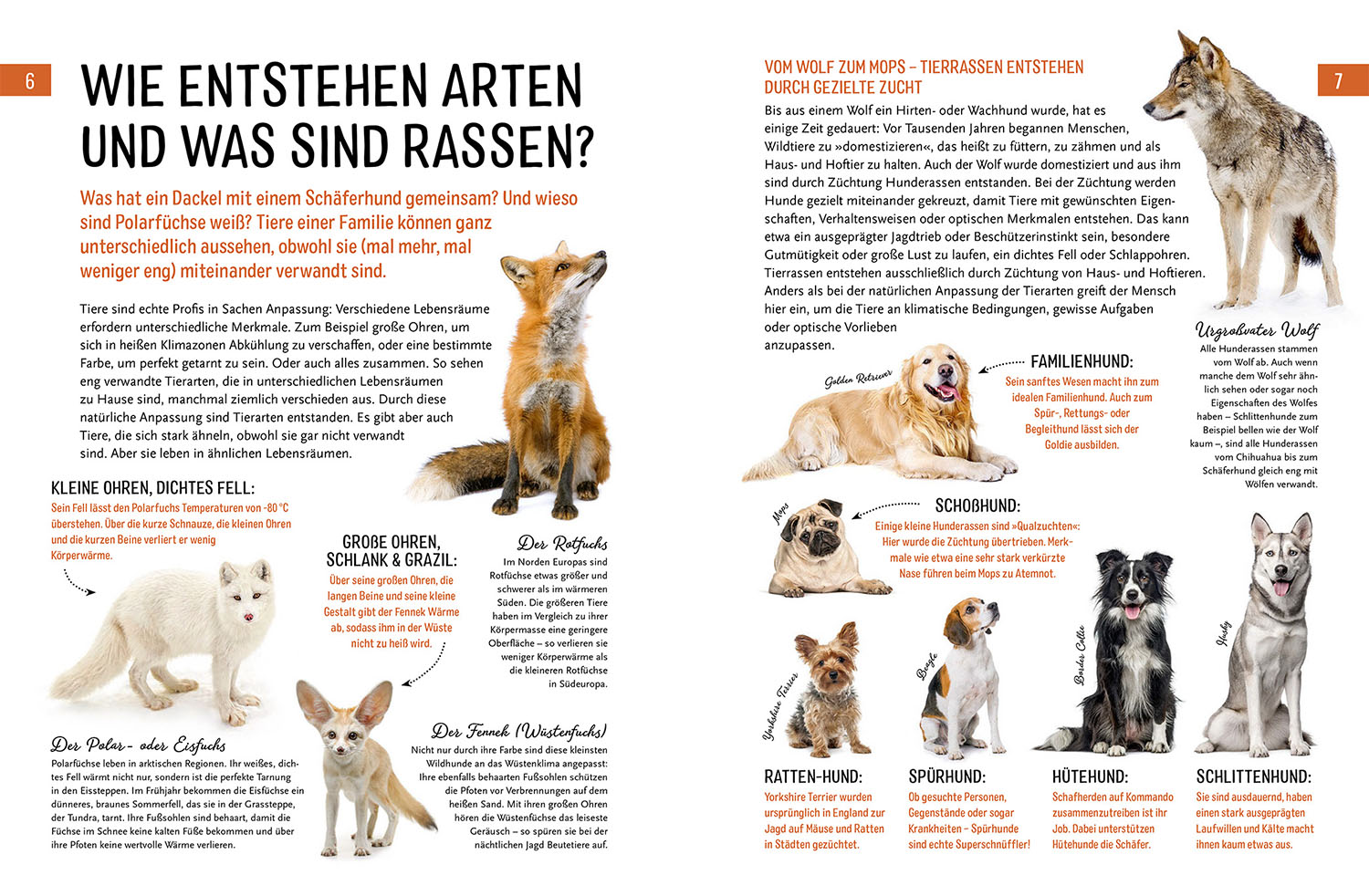 Heimische Tiere und ihre wilden Verwandten