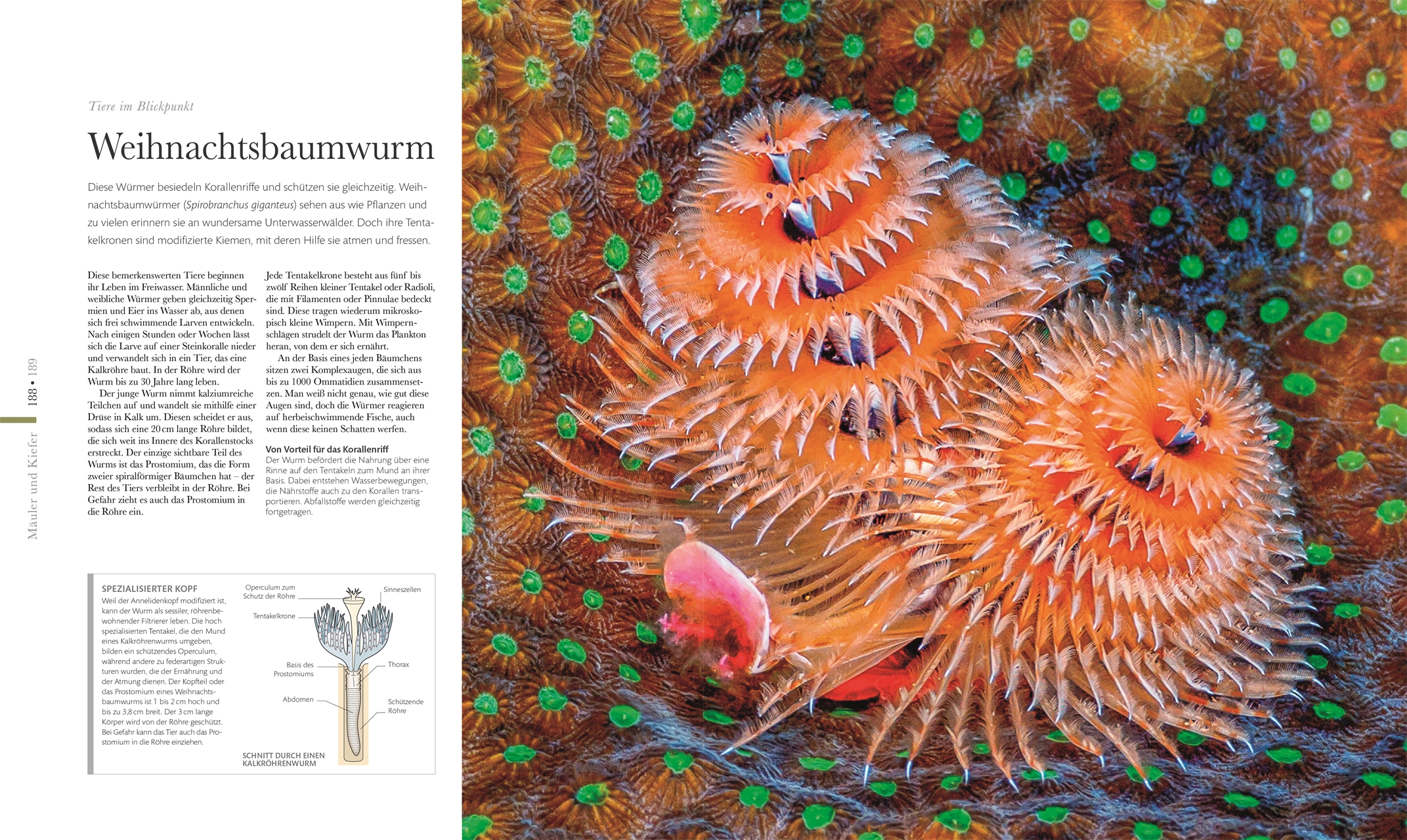 Fauna – Wunderwelt der Tiere