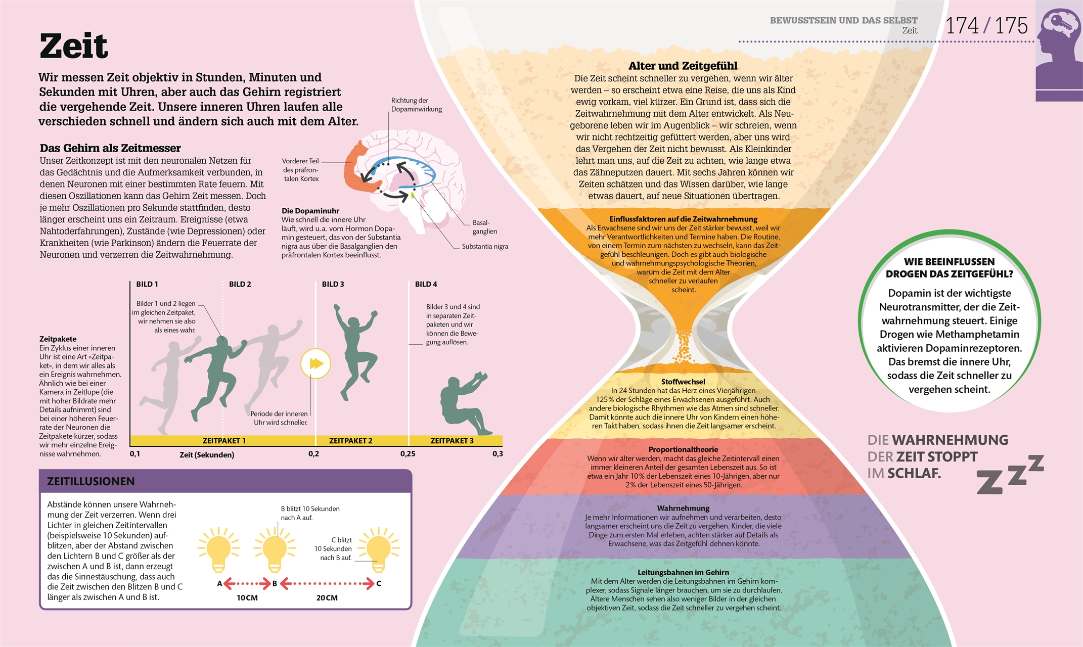 #dkinfografik. Das menschliche Gehirn und wie es funktioniert