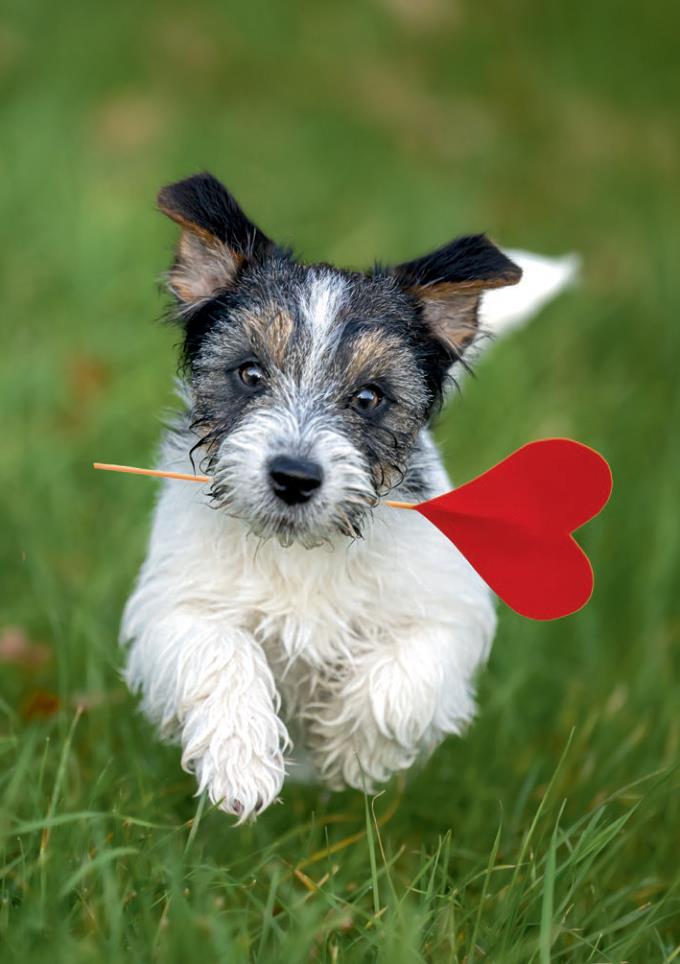 Postkartenblock Lustige Tiere