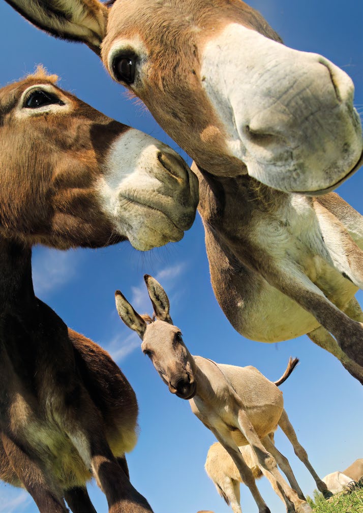 Postkartenblock Esel