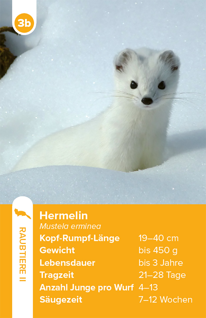 Einheimische Säugetiere – das Quartett-Spiel