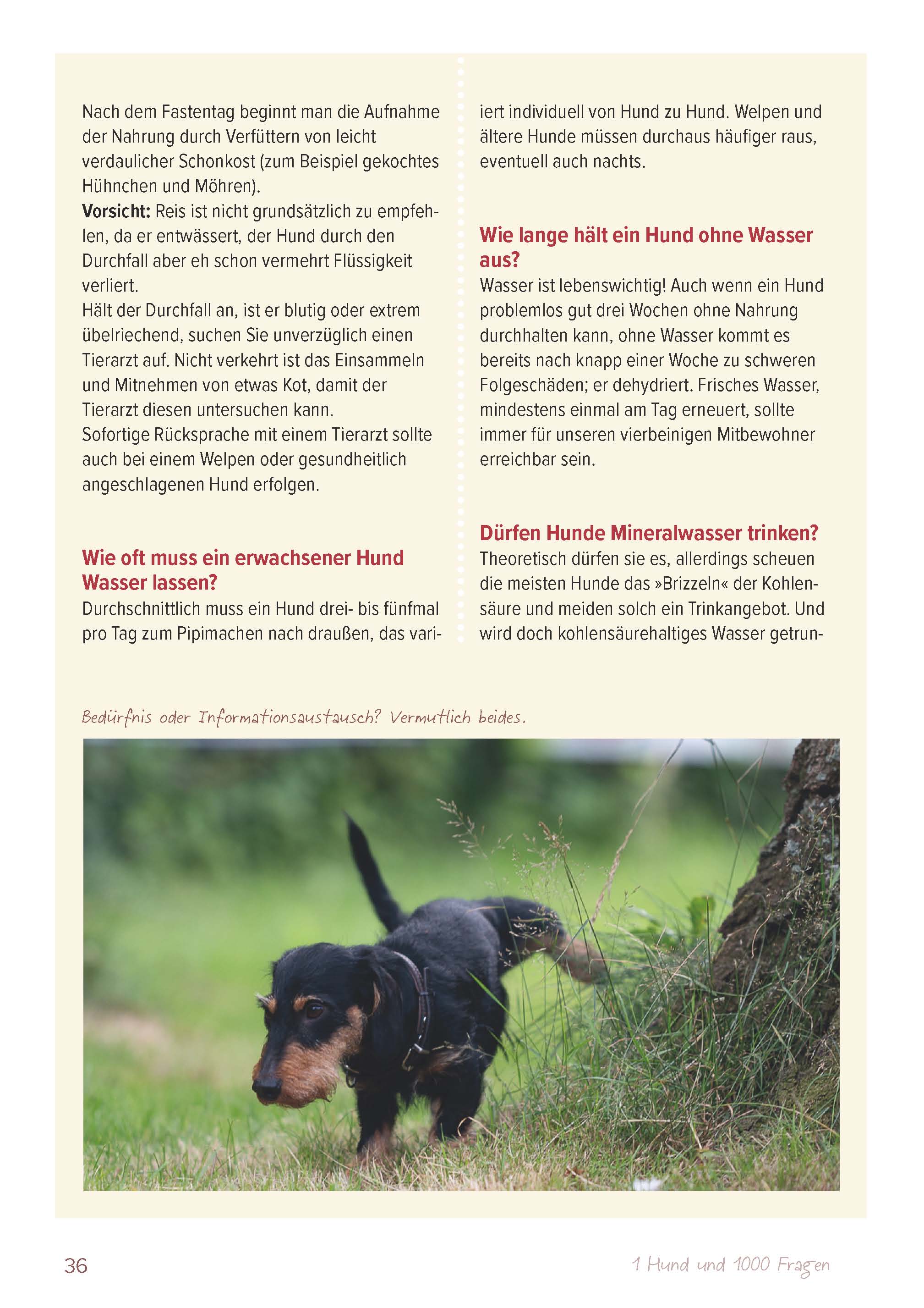 Ein Hund und 1000 Fragen