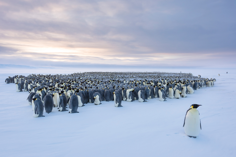 Die Gemeinschaft der Pinguine