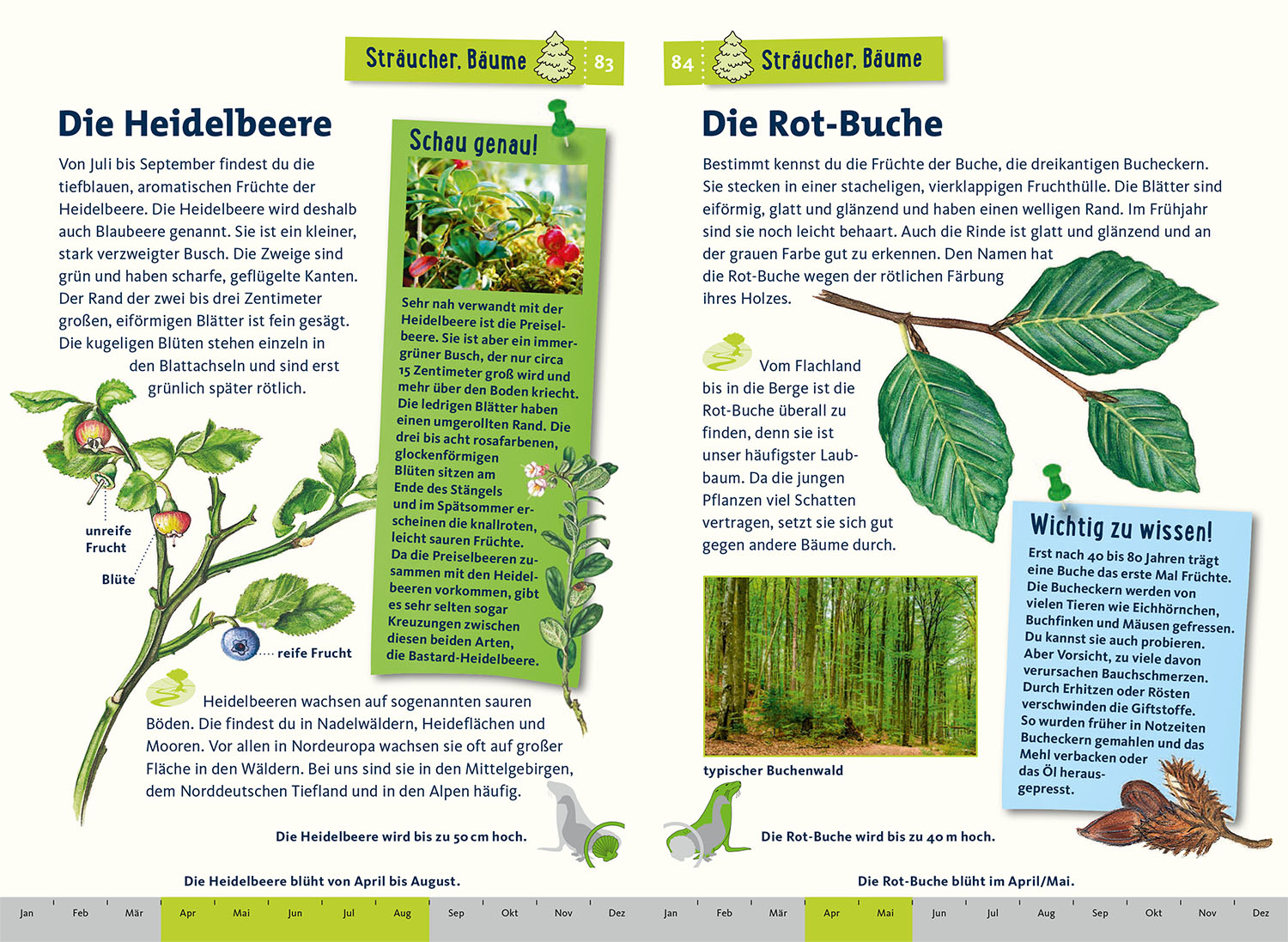Was lebt im Wald? Kindernaturführer