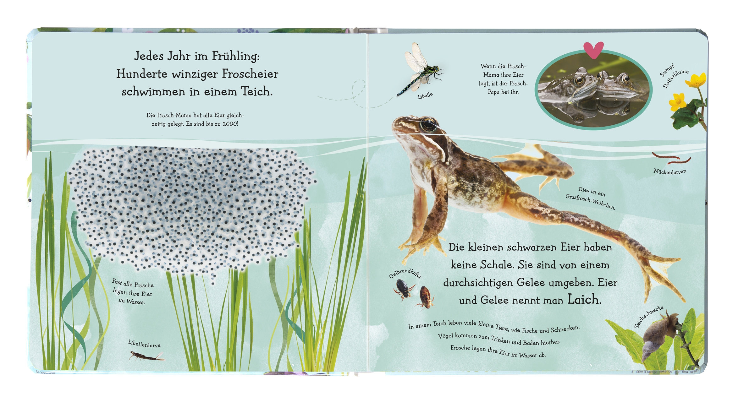 Wie wird die Kaulquappe zum Frosch?