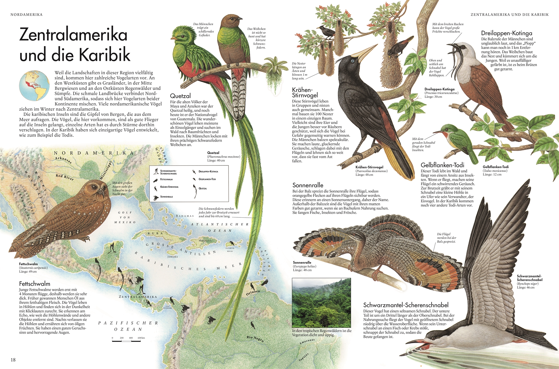 Atlas der Vögel