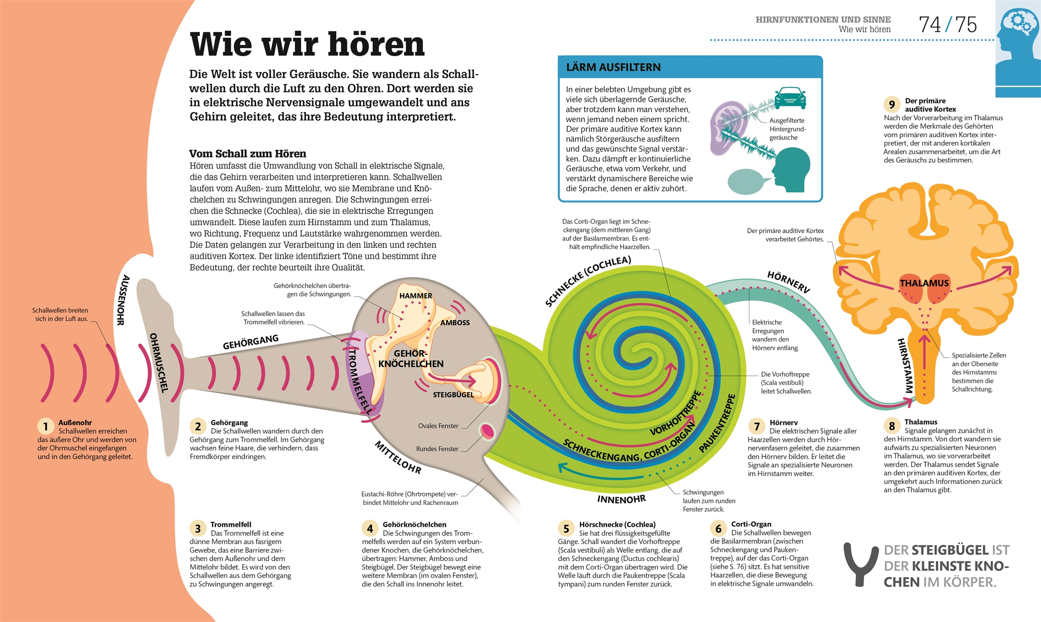#dkinfografik. Das menschliche Gehirn und wie es funktioniert