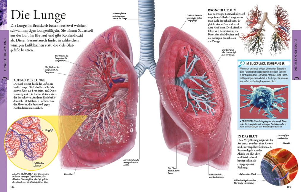 Der menschliche Körper für clevere Kids
