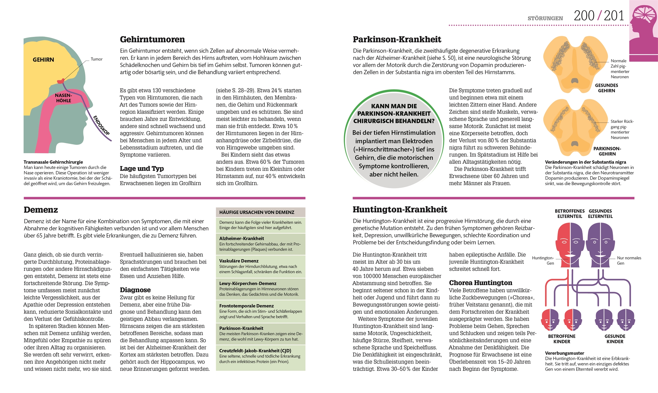 #dkinfografik. Das menschliche Gehirn und wie es funktioniert