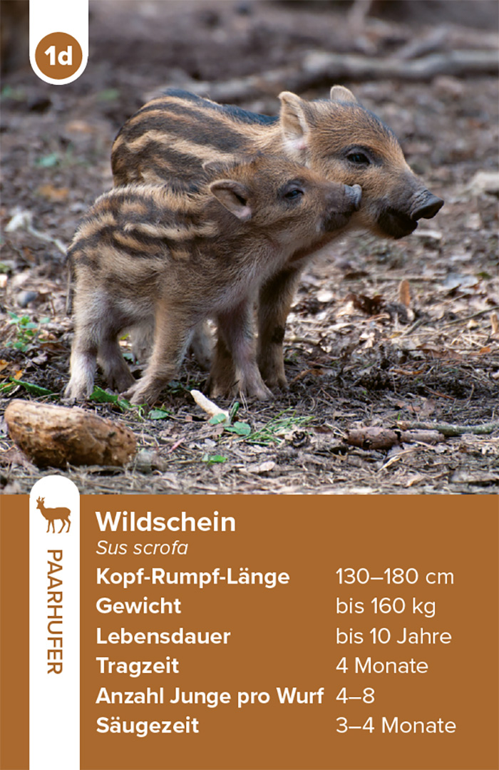 Einheimische Säugetiere – das Quartett-Spiel