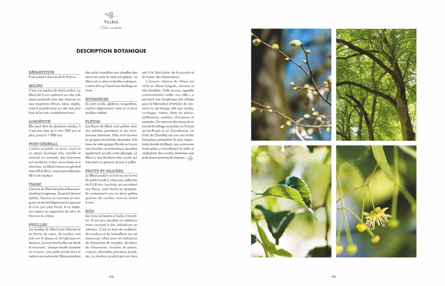 Unsere Bäume und was sie uns Gutes tun