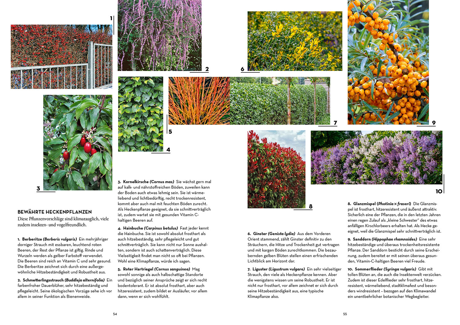 Oase - kühler Garten