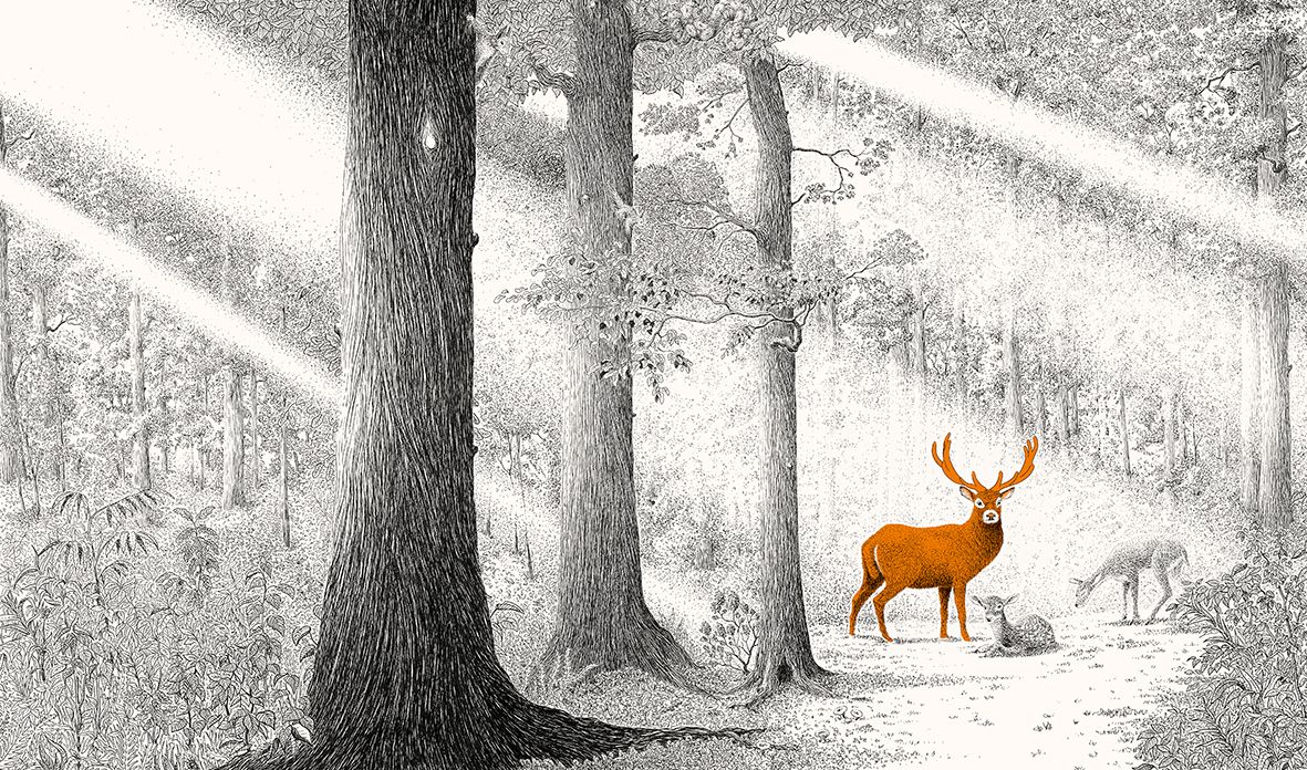 Versteckt im Wald
