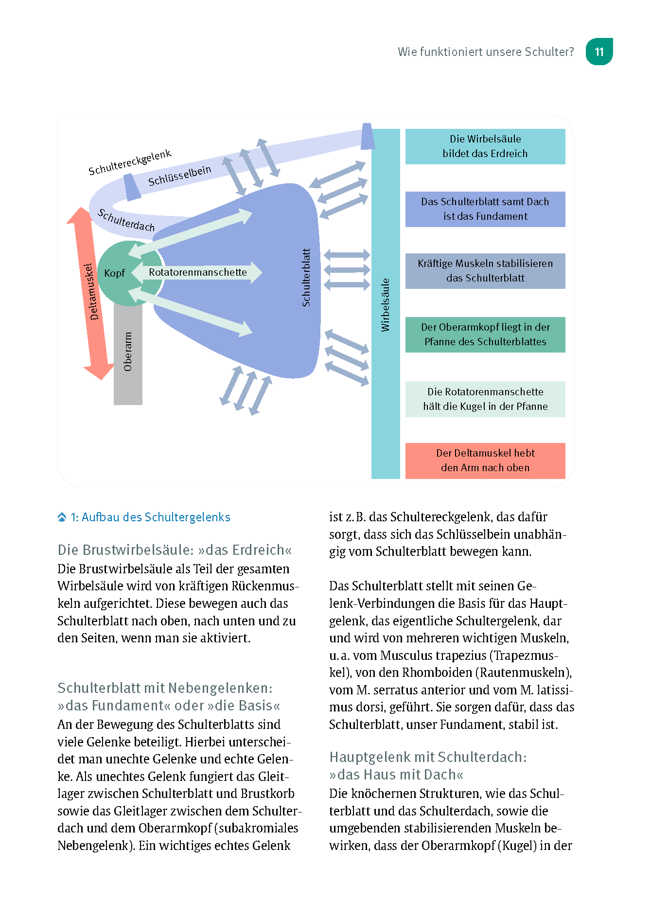 Experten-Sprechstunde Schulter
