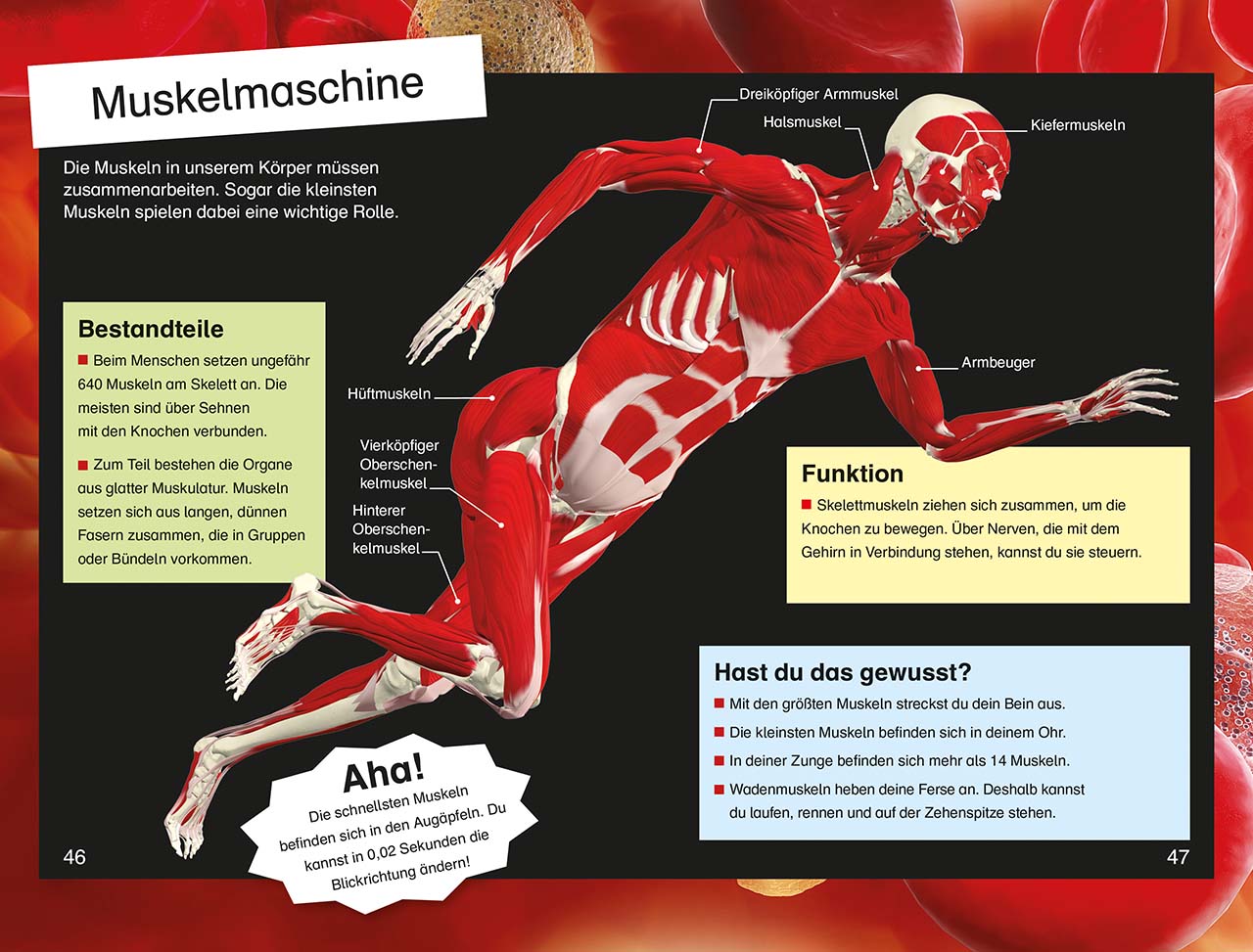 SUPERLESER! Rasante Fahrt durch den Körper
