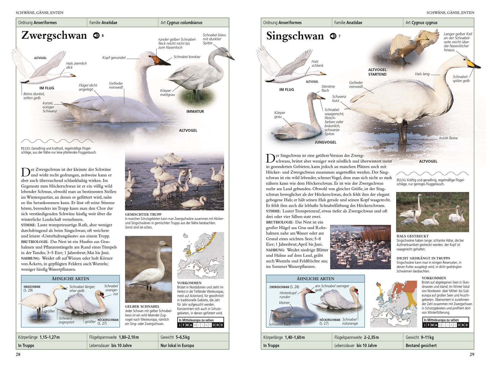 Vögel in Europa