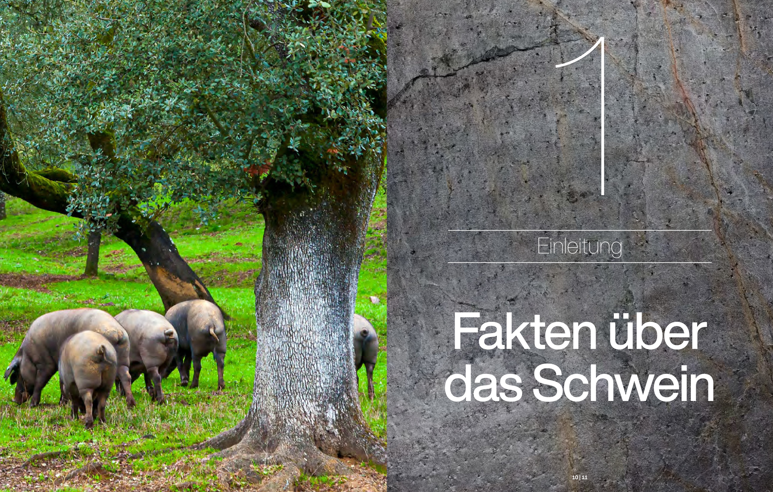 Schwein Schwein