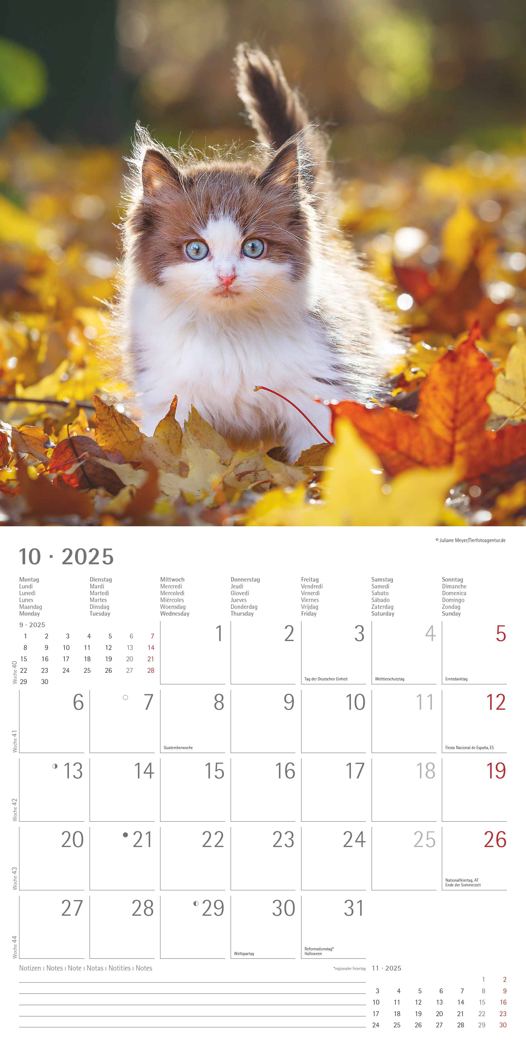 Alpha Edition - Katzenbabys 2025 Broschürenkalender, 30x30cm, Wandkalender mit Platz für Notizen und Termine, schöne Motive von Katzen-Babys, Monatsübersicht und Ferientermine DE/AT/CH