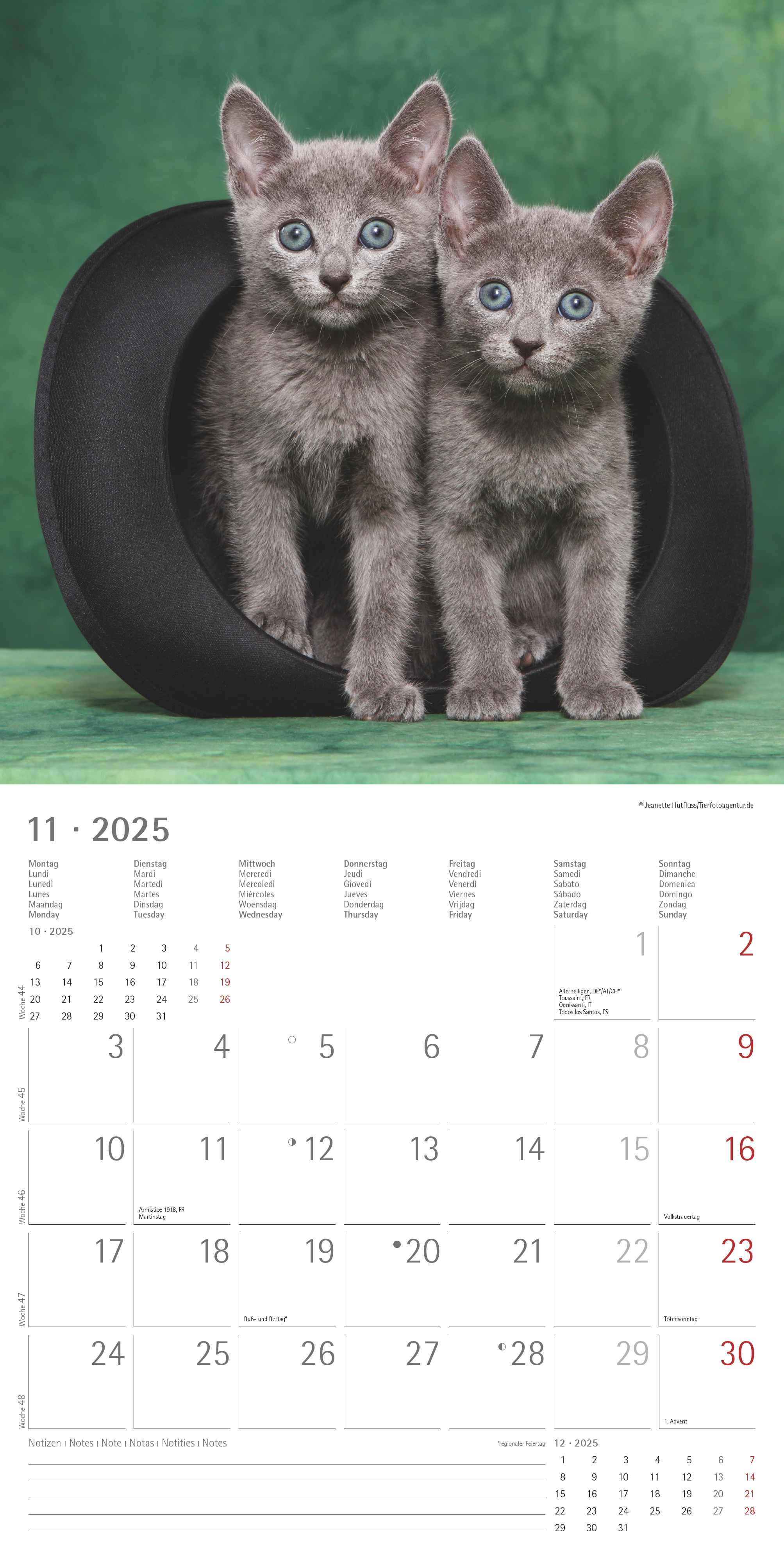 Alpha Edition - Katzenbabys 2025 Broschürenkalender, 30x30cm, Wandkalender mit Platz für Notizen und Termine, schöne Motive von Katzen-Babys, Monatsübersicht und Ferientermine DE/AT/CH